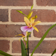 Sunset Miltonia Orchid