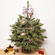 Mini kerstboom met lekkernij