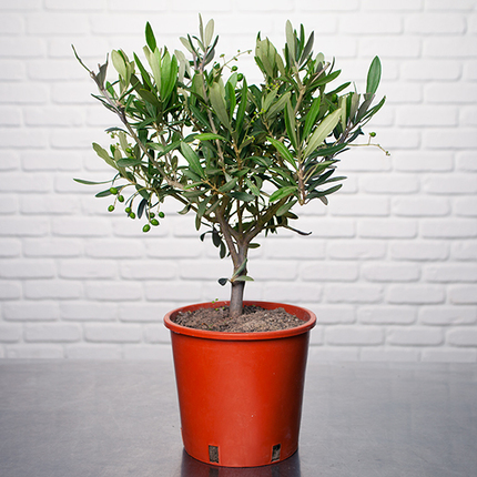 Potted olive tree