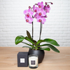 Une orchidée + une bougie parfumée 190g