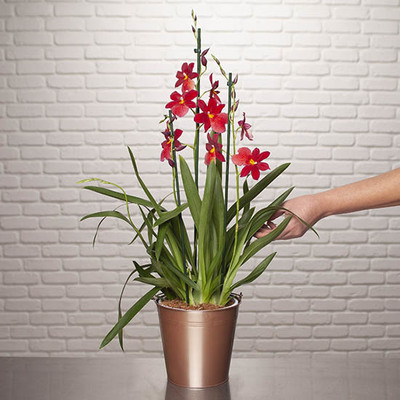 Orchidée Nelly Isler