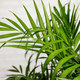 Chamaedorea Palm