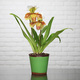 L'orchidée Paphiopedilum