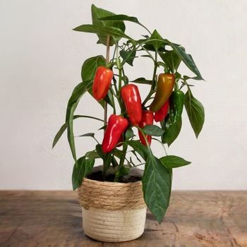 Plante poivron en pot – plante décorative colorée à offrir