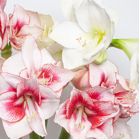Spectaculaires amaryllis 2
