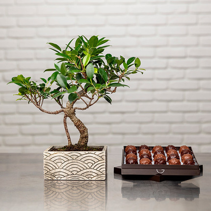 Box of Rochers and Bonsai