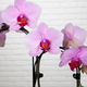 Roze orchidee met 2 stelen