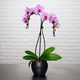 Roze orchidee met 2 stelen