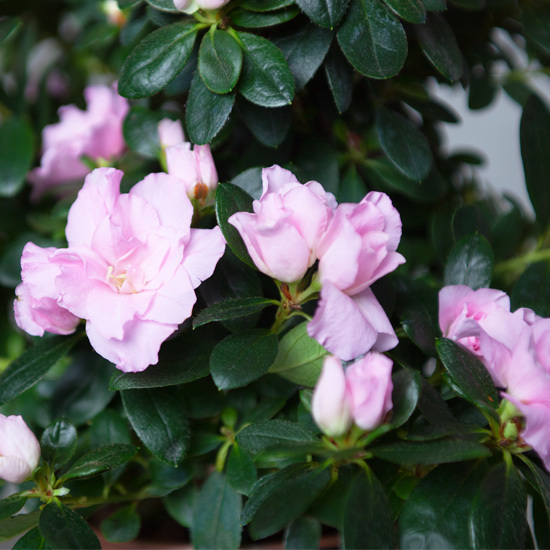 Roze pyramide Azalea 2
