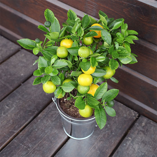 Oranger Calamondin 3