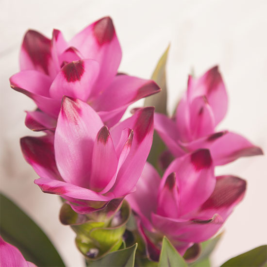 Sierlijke Curcuma 2