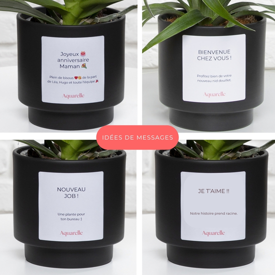 Tropische groene plant met decoratieve ananas 4