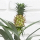 Tropische groene plant met decoratieve ananas 3