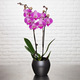 Tweekleurige Orchidee