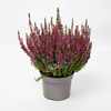 A potted heather