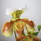 Paphiopedilum Orchidee