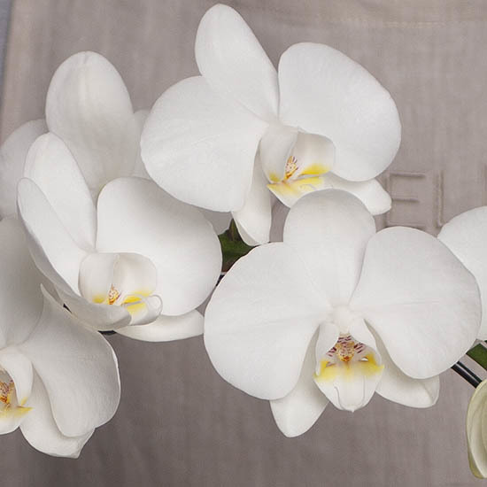 Witte Cascade Orchidee  2