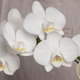 Witte Cascade Orchidee 