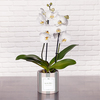 Witte orchidee en zijn gepersonaliseerde cache pot “het is de moeite waard om te vieren, fijne verjaardag!”