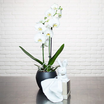Witte Orchidee & pluchen konijn
