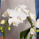 Cascade d'orchidée blanche
