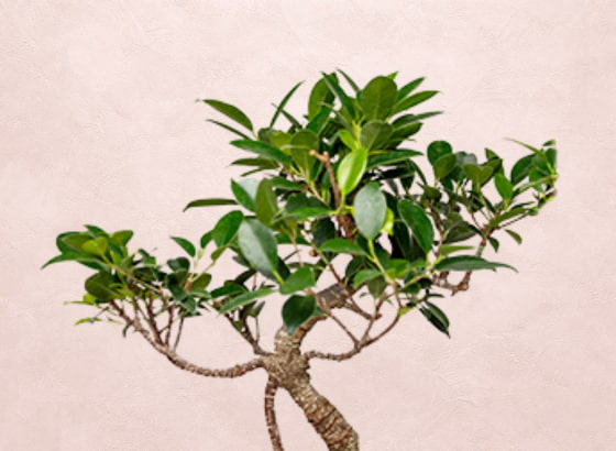 Planten