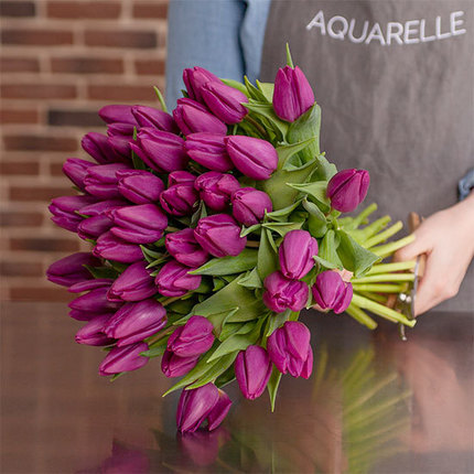 'Purple Prince' tulpen