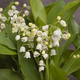 90 stems of Lily-of-the-valley