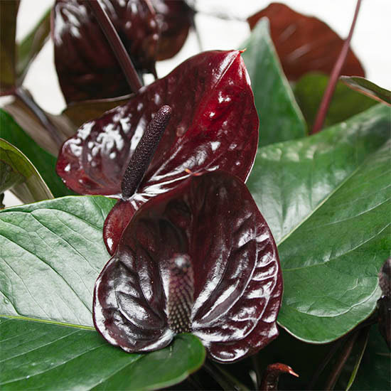 Black Anthurium 2