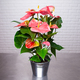 Roze Anthurium