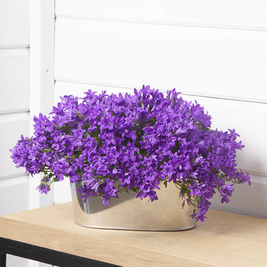 Blauwe Campanula 3