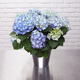 Blue Potted Hydrangea