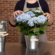 Blauwe Hortensia in pot