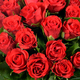 Red Velvet bouquet of Fairtrade roses