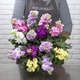 Armful of Wallflowers 2