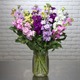 Armful of Wallflowers