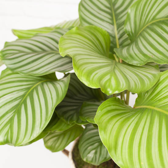 Calathea Orbifolia 3