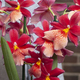 Nelly Isler Cambria orchid