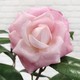 Pink camelia