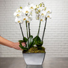 So Chic! Luxurious white orchids
