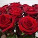 Grote rode rozen