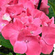 Red potted hydrangea