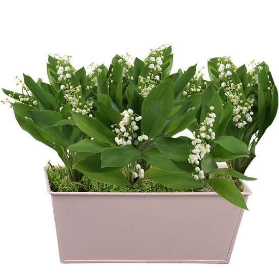 Pastel Planter of Lily-of-the-Valley