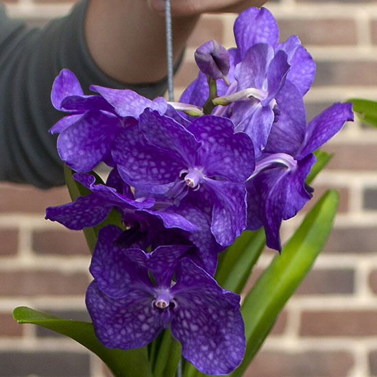 Magnifieke Orchidee Vanda 2