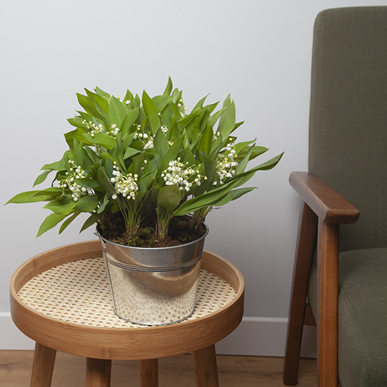Woodland Lily-of-the-Valley in a Zinc Vase 2