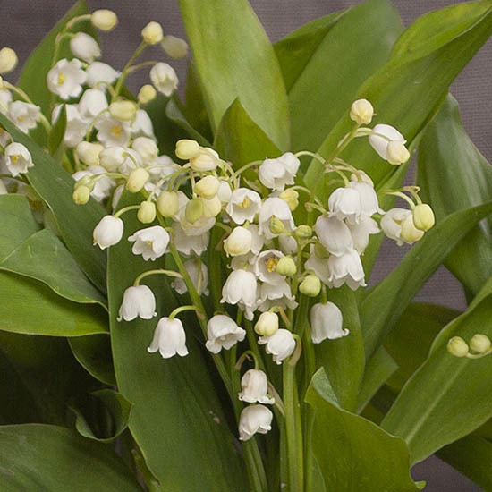 Woodland Lily-of-the-Valley in a Zinc Vase 3