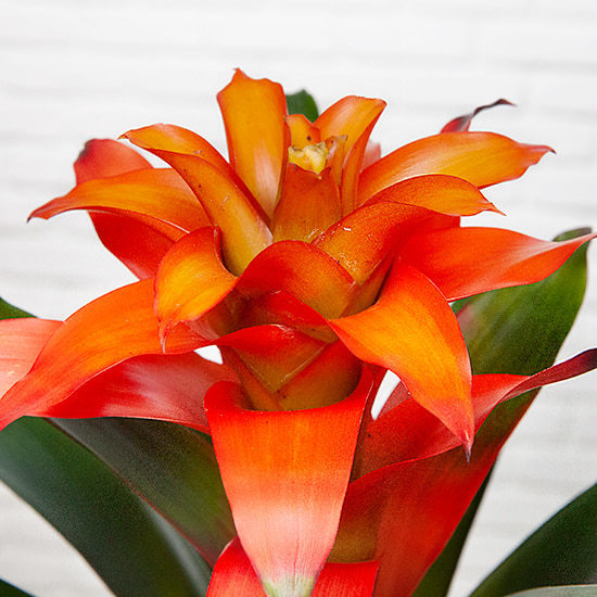 Orange Guzmania 2