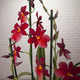 Large Nelly Isler Orchid