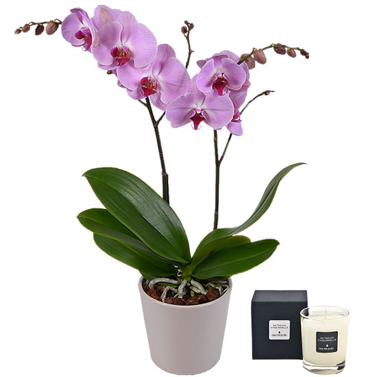 Pink butterfly orchid and fig tree scented candle