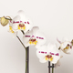 Orchidee Polka Dot